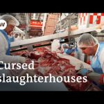 Coronavirus curses a German meat-processing plant | Focus on Europe