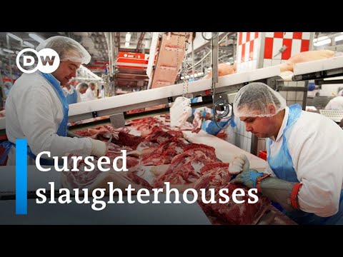 Coronavirus curses a German meat-processing plant | Focus on Europe