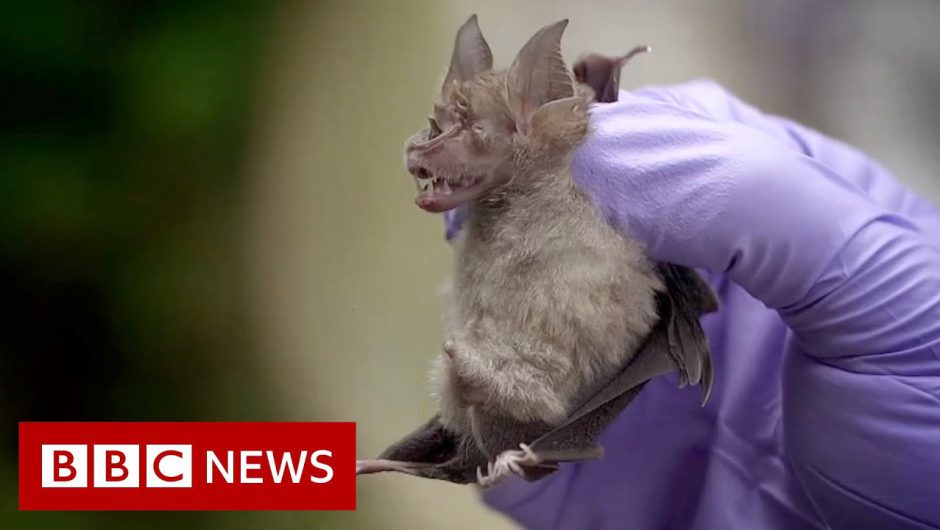 Coronavirus: Looking for viruses in Thai bats – BBC News