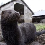 At least 12,000 mink dead as coronavirus spreads among fur farms in Utah and Wisconsin