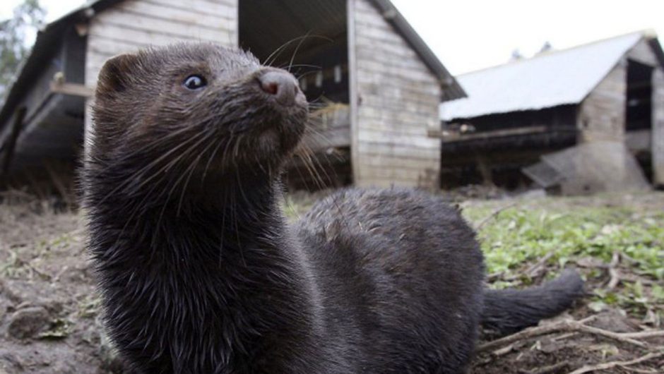 At least 12,000 mink dead as coronavirus spreads among fur farms in Utah and Wisconsin