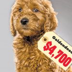 COVID-19 is sending pedigree puppy prices through the roof
