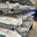 WHO looks at mink farm biosecurity globally after Danish coronavirus cases