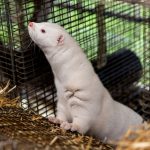 Oregon mink farm has COVID-19 outbreak after advocates warned of danger in state