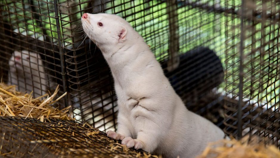 Oregon mink farm has COVID-19 outbreak after advocates warned of danger in state