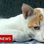 Coronavirus: Treating Delhi's dogs and cats in the pandemic – BBC News