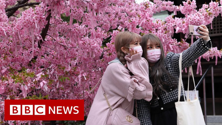 Japanese cherry blossom festival hit by Covid restrictions – BBC News