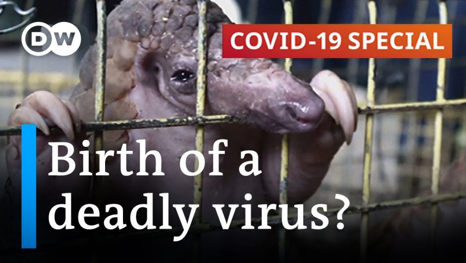 Did the coronavirus jump to humans through trade in exotic animals in China? | COVID-19 Special