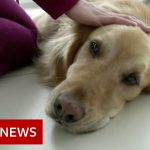 Therapy dogs lifting the spirits of children in hospital in Chile – BBC News